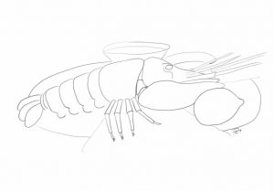 Vorlage für Aquarell - Lobster, Hummer auf Platte